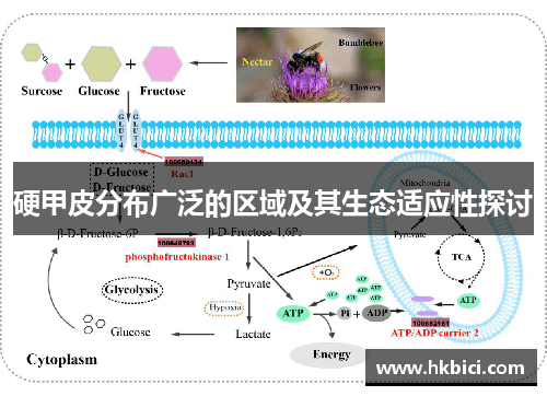 硬甲皮分布广泛的区域及其生态适应性探讨